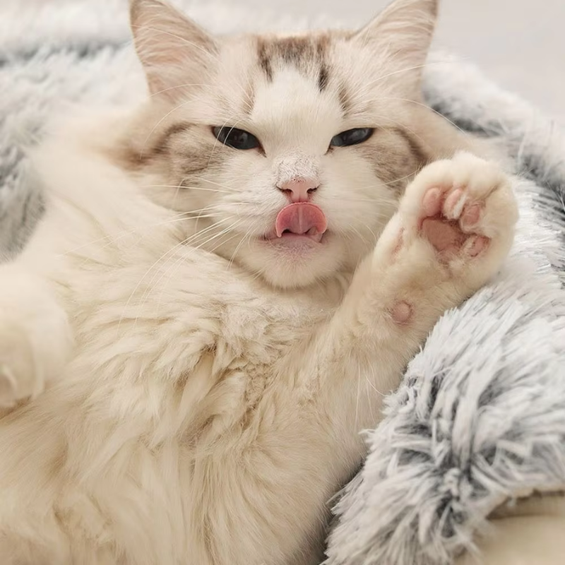 Toilettage et bien-être 💨💦😻