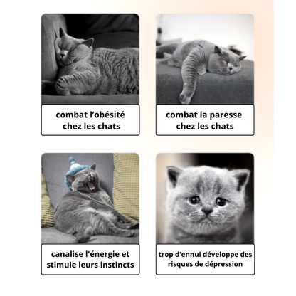 JEUX LASER POUR CHAT
